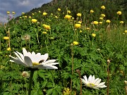 13 Distese di Trollius europaeus (Botton d'oro) con Leucanthemum vulgare (Margherita diploide)